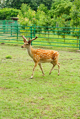Sika deer on the background of green grass.