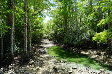 Obraz premium Florida - Everglades 