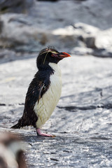 旭山動物園のイワトビペンギン

