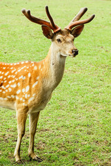 Naklejka na ściany i meble Sika deer on the background of green grass.
