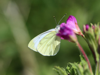 Pieris rapae, the small white butterfly or small cabbage white, sitting on flower