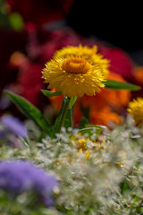 beautiful Helichrysum italicum flower in summer time