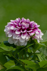 Fototapeta premium beautiful Dahlia flower in summer time