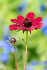 beautiful Adonis Annua flower in summer time