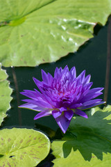beautiful waterlily flower in summer time