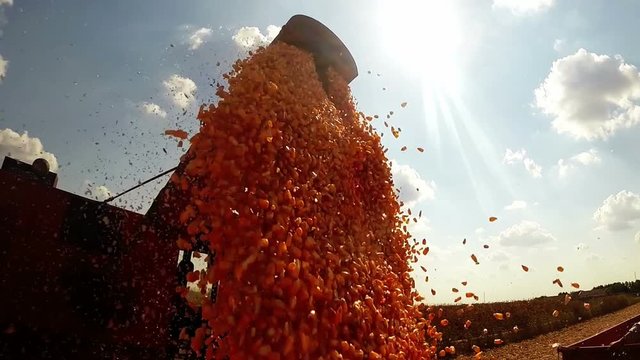 Corn Grain Being Loaded Into A Trailer / Combine harvester unloads corn seeds in to trailer against the sun. HD1080p