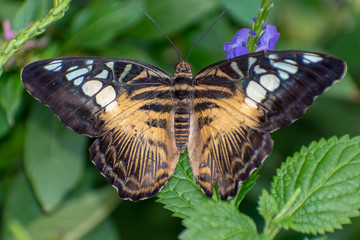 beautiful colourful butterfly in summer time