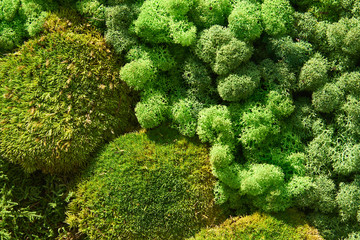 Composition of various types of moss. Background, texture