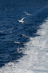 Water trace behind large ship in the sea. Flying seagulls over the ship.