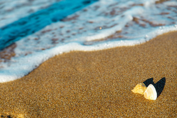 shells on the sand in the sea wave