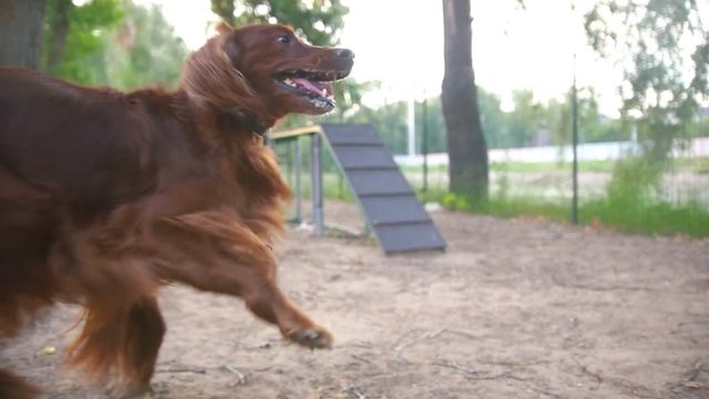 two dogs frolic outdoor