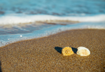 shells on the sand in the sea wave