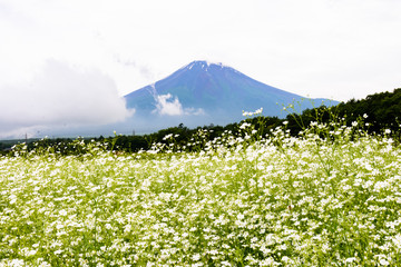 山中湖花の都公園　富士山とカスミソウ