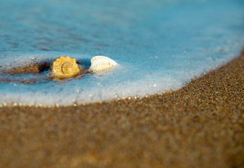 shells on the sand in the sea wave