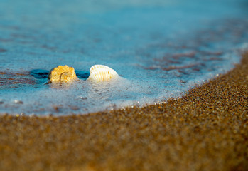 shells on the sand in the sea wave