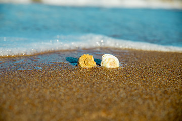 shells on the sand in the sea wave