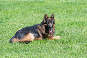 German Shepherd sitting on the green grass
