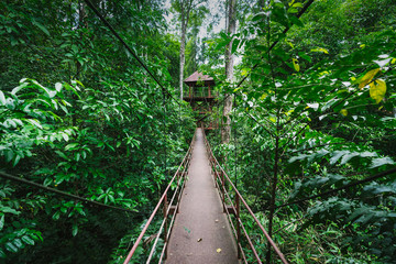 Canopy Walkway in Peninsular Botanical Garden (Thung Khai), Trang province, Thailand.