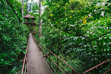 Obraz premium Canopy Walkway in Peninsular Botanical Garden (Thung Khai), Trang province, Thailand.