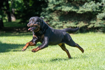 Rottweiler running on the grass. Selective focus on the dog