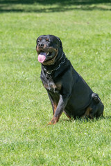 Rottweiler dog sitting on the green grass outdoor