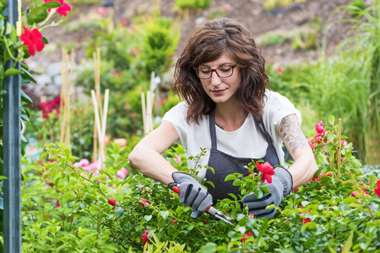 G&auml;rtnerin am Arbeitsplatz beim schneiden der Rosen
