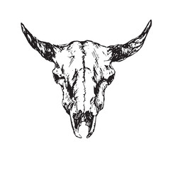 Skull of bull with horns, hand drawn ink doodle, sketch, vector outline illustration