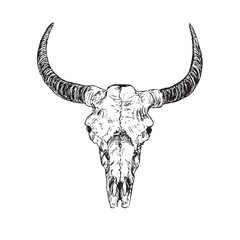 Skull of bull with horns, hand drawn ink doodle, sketch, vector outline illustration