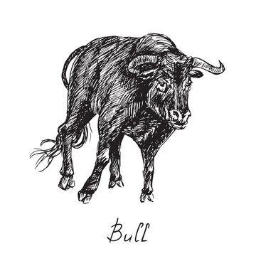 Black bull, hand drawn ink doodle, sketch, vector black and white illustration