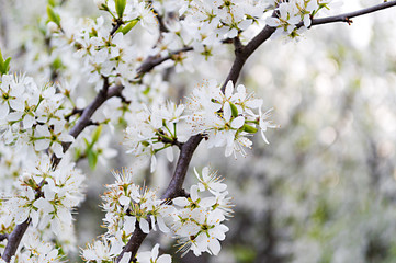 Blooming mayday tree