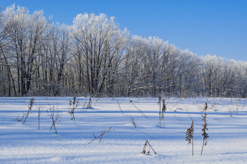 Cold winter landscape