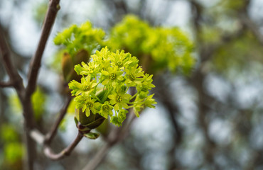 Flowering tree in April