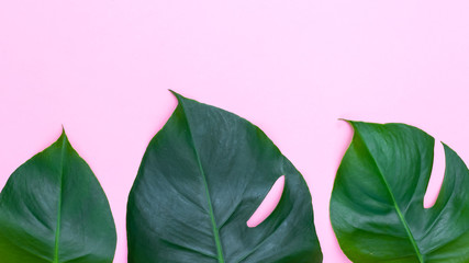Tropical leaves - monstera on pink background. Copyspace © _nastassia