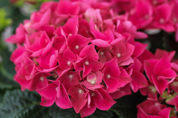 Close up of Mopheads hydrangea (Hydrangea macrophylla) blooming