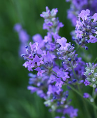 Naklejka premium flowering purple lavender with bees