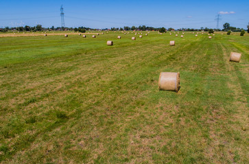 Heuernte verarbeitet zu Rundballen auf einem Feld