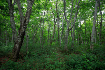 Fototapeta na wymiar Green beech tree forest on Mt. Daisen in Tottori, Japan