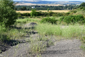 Bäumchen im Steinbruch