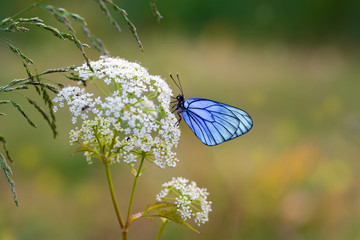 Butterfly with blue wings sits on the field flower
