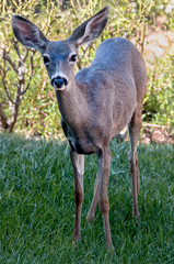 Closeup of young deer in California garden, looking at camera.
