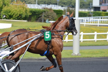 Obraz premium cheval de courses