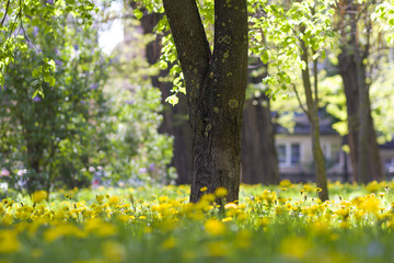 Beautiful spring or summer wild forest or park on bright sunny day. Thick big tree trunk and...