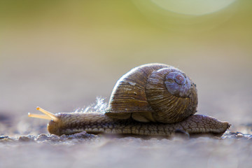 Close-up of big terrestrial snail with brown shell slowly crawling on bright blurred background....