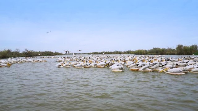 Many pelicans fishing and eating - Djoudj National park, Africa, Senegal