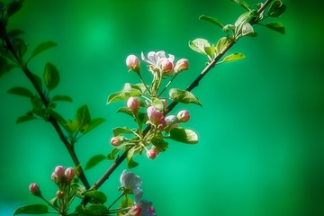 Leopoldsteinersee - Lake Leopoldstein