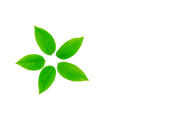 Group of Green Leafs in Star Shape