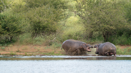 Naklejka na ściany i meble Flusspferde in Afrika