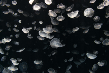 Jellyfish or Rhizostoma pulmo floating in deep blue water
