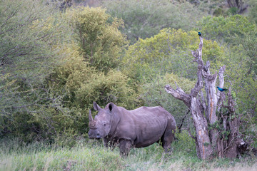 Nashorn in Südafrika