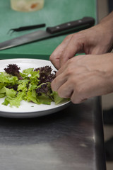 The hands of the chef preparing a salad of greens